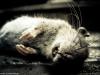 A Dead Mouse